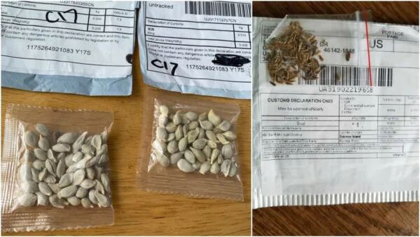 跨境电商 | 美国27个州的居民收到神秘种子包裹，竟是中国卖家在刷单！